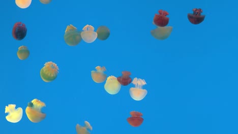 Beautiful-colorful-jellyfishes-in-aquarium.-Underwater-life-in-ocean-jellyfish.