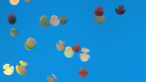 Schöne-bunte-Medusen-im-Aquarium.-Unterwasser-Leben-im-Meer-Quallen.