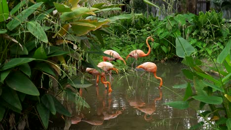 Flamingo-oder-Flamingos-ruhen-im-Teich