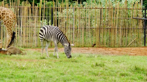 Nahaufnahme-der-Giraffe,-die-Ruhe-in-der-Natur