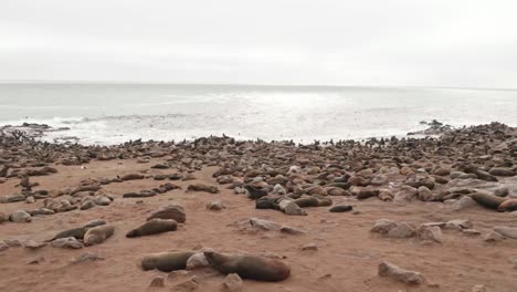 Cape-Cross-Seal-Reserve