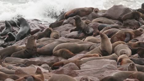 Seals-swimming-at-Cape-Cross-Seal-Reserve