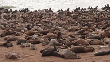 Cape-Cross-Seal-Reserve