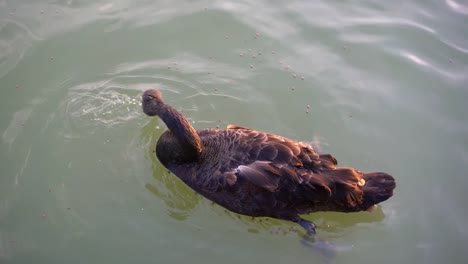 Black-swan-eating-food