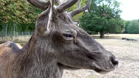 Viejo-ciervo-con-gran-cornamenta-cuida-el-rebaño,-Cervus-elaphus,-Rothirsch,-4K