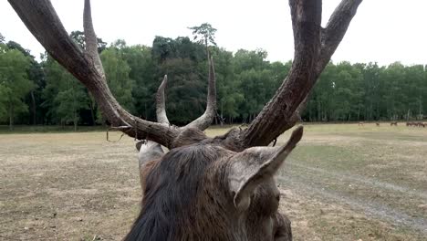 Alte-rote-Hirsche-mit-großen-Geweih-kümmert-sich-um-die-Herde,-Cervus-Elaphus,-Rothirsch,-4K