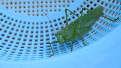 Hembra-de-langosta-verde-grande