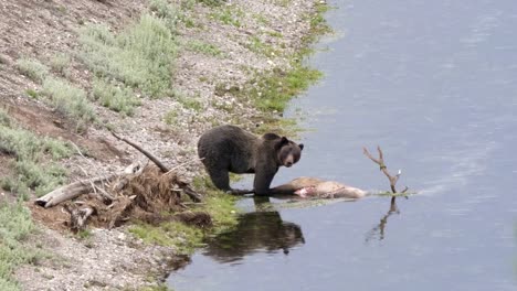 grizzly-feeding-on-an-elk-carcass-in-the-hayden-valley-of-yellowstone