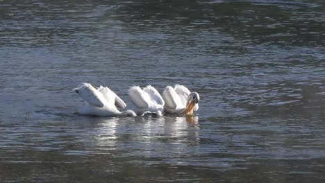 4K-60p-clip-of-american-white-pelicans-feeding-in-the-morning-at-yellowstone