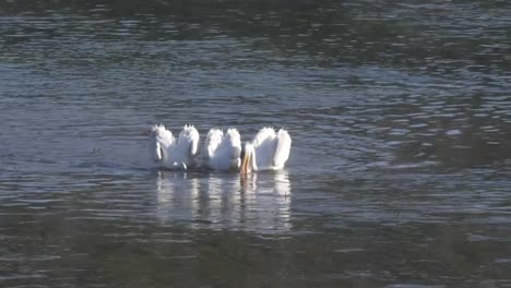 Nahaufnahme-von-weiße-Pelikane-füttern-an-einem-nebligen-Morgen-in-yellowstone