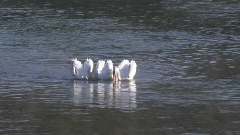 close-up-of-white-pelicans-feeding-on-a-foggy-morning-in-yellowstone