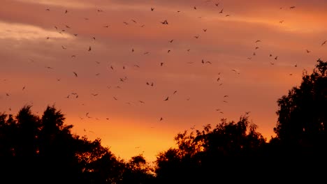 anxious-birds-in-sky