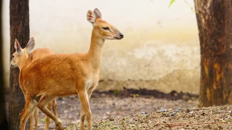 Animales-de-antílope-en-un-grupo