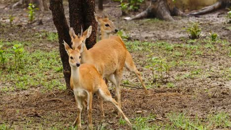 Antilope-Tiere-in-einer-Gruppe