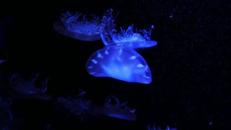 Close-up-Jellyfish,-Medusa-in-fish-tank-with-neon-light.