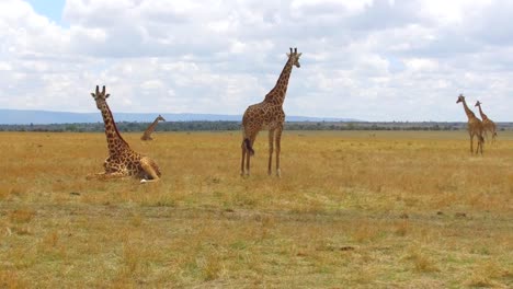 Gruppe-von-Giraffen-in-der-Savanne-in-Afrika