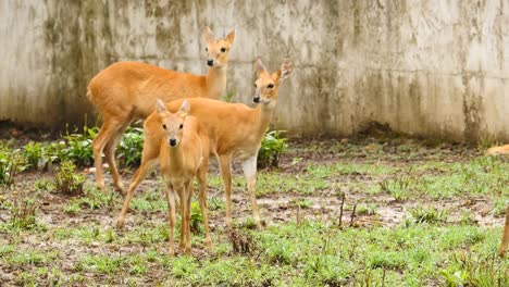 Animales-de-antílope-en-un-grupo