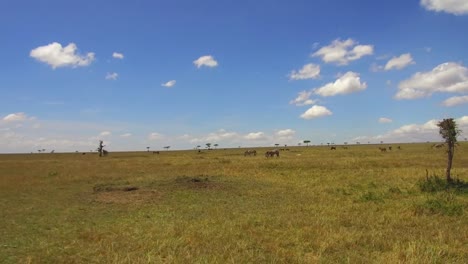 group-of-herbivore-animals-in-savanna-at-africa