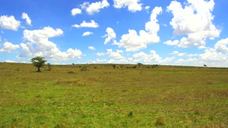 Maasai-Mara-Nationalreservat-Savanne-Afrika