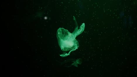 Close-up-Jellyfish,-Medusa-in-fish-tank-with-neon-light.