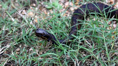 Water-Moccasin-Snake