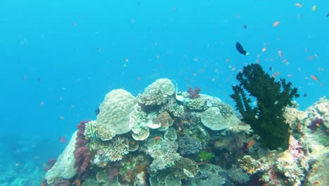 Korallen-im-Rainbow-Reef-in-Fidschi-grüner-Lüfter