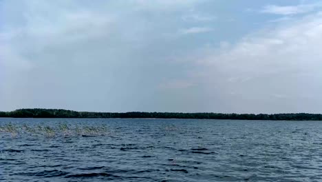 Wave-on-the-lake-with-flying-gull