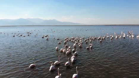 Flamencos.