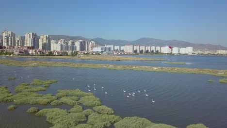 Izmir-Bahía,-flamingo,-drone,-mar