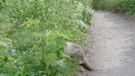 marmot-standing-on-its-hauches-at-glacier-national-park