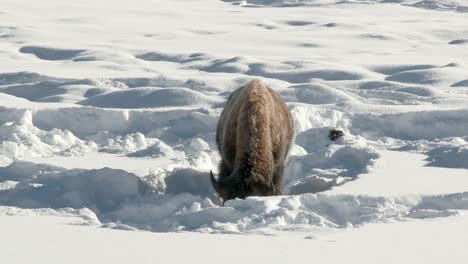 Bisonte-americano,-sacar-con-pala-la-nieve-para-buscar-hierba