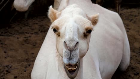 Close-Up-Of-A-Camel's-Head-He-Looks-Into-The-Camera-And-Chews-Funny