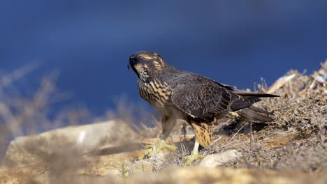 Halcón-peregrino