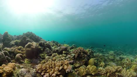 Arrecife-de-coral-y-peces-tropicales