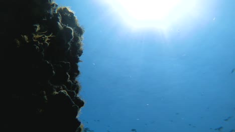 Fishes-swimming-underwater-shot-from-seabed-bottom-of-the-sea-with-sun-rays-through-clear-water.