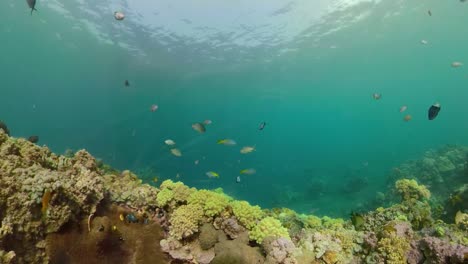 Arrecife-de-coral-y-peces-tropicales