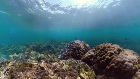 Arrecife-de-coral-y-peces-tropicales