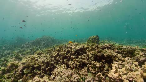 Arrecife-de-coral-y-peces-tropicales