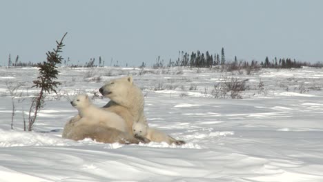 Eisbären-Weibchen-mit-jungen-in-tundra