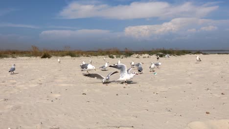 bandada-de-gaviotas-blancas-marinas-en-la-playa-del-mar-negro