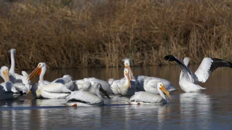 Pelicans-in-water