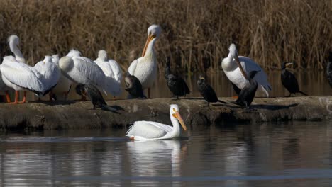 Pelicans-in-wetlands