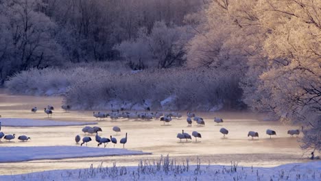 Grullas-japonesas,-Hokkaido,-Japón