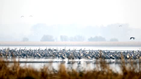 Gemeinsamen-Kran-Migration-in-der-Hortobagy.