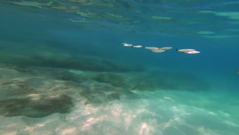 scuba-diving-underwater-4k