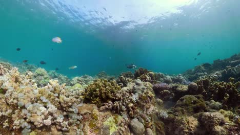 Arrecife-de-coral-y-peces-tropicales