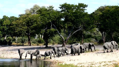 African-elephant,-Bwabwata-Namibia,-Africa-safari-wildlife