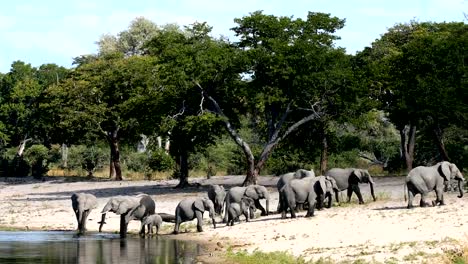 Afrikanischer-Elefant,-Bwabwata-Namibia,-Afrika-Safari-wildlife