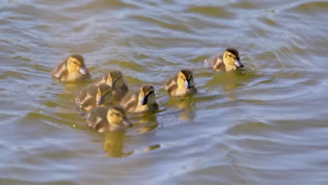 Flock-of-Mallard-Duck-bird-nestlings-on-pond-water-surface