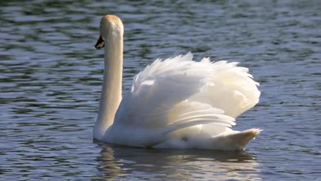 Höckerschwan-Vogel-auf-der-Wasseroberfläche-des-Teiches